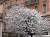 White Tree