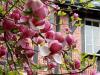 Pink Flowers, Pink Buildings