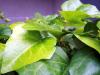 Green Leaves