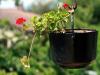 Hanging Up Geranium