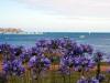 Blue Sea, Blue Flowers