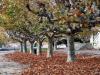 Autumnal Trees