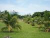 Palm Grove
