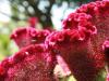 Bees and Red Flowers