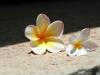 Yellow And White