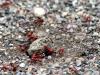Red Ants Working