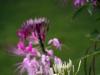 Two Flowers