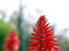 Red Flower