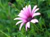 Mauve Flower