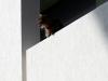 The Pope's Cats 