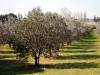 Olive (Oil) Trees