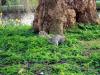 Regent's Squirrels (1/3)