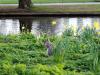 Regent's Squirrels (2/3)
