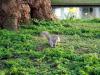 Regent's Squirrels (3/3)
