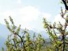 Peach Trees ?