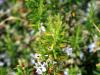 Canigou Flowers
