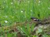 Tallin Birds (2/3)
