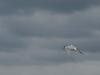 Tallin Birds (3/3)
