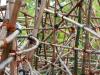 Bamboo Climbing