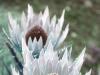 Frozen Flowers