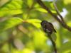 Hummingbird