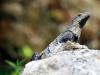 Iguanas - The first one