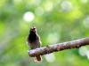 The Frowning Bird