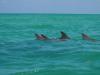 Dolphins