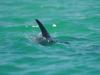 Dolphin fin