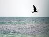 The Frigate Bird is a Poor Fischerbird