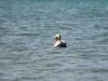 Swimming Pelican