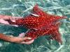 And a Starfish