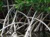 Mangrove Swamp
