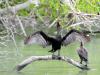 The Cormorant