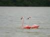 A Pair of Pink Flamingos