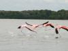 Running Flamingos
