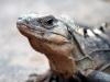 Blue Iguana