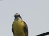Yellow Belly