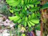 Banana Flower