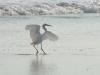 Dancing Little Egret