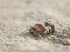 Hermit Crabs Playing