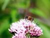 Irish Bees