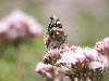 Le papillon butine
